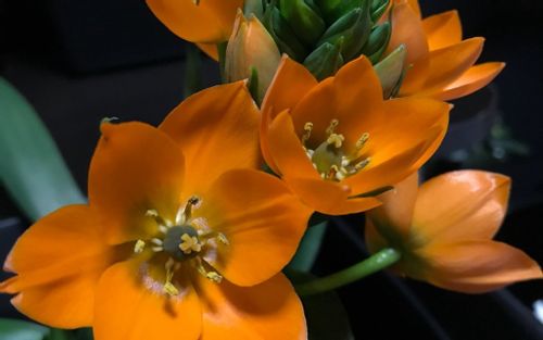 オーニソガラムの花言葉 結婚式にぴったり 花の特徴や品種は Greensnap グリーンスナップ