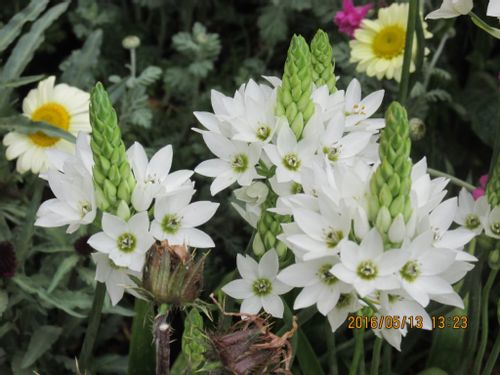 オーニソガラムの花言葉 結婚式にぴったり 花の特徴や品種は Greensnap グリーンスナップ