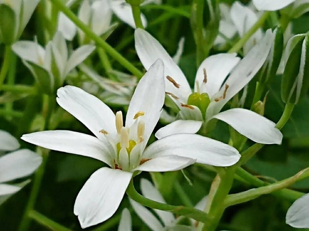 オーニソガラム