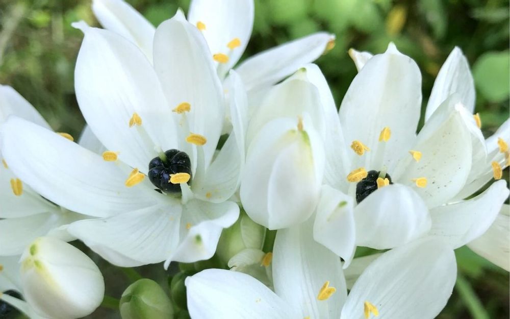 オーニソガラム