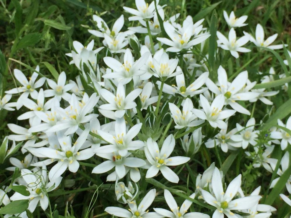 オーニソガラム