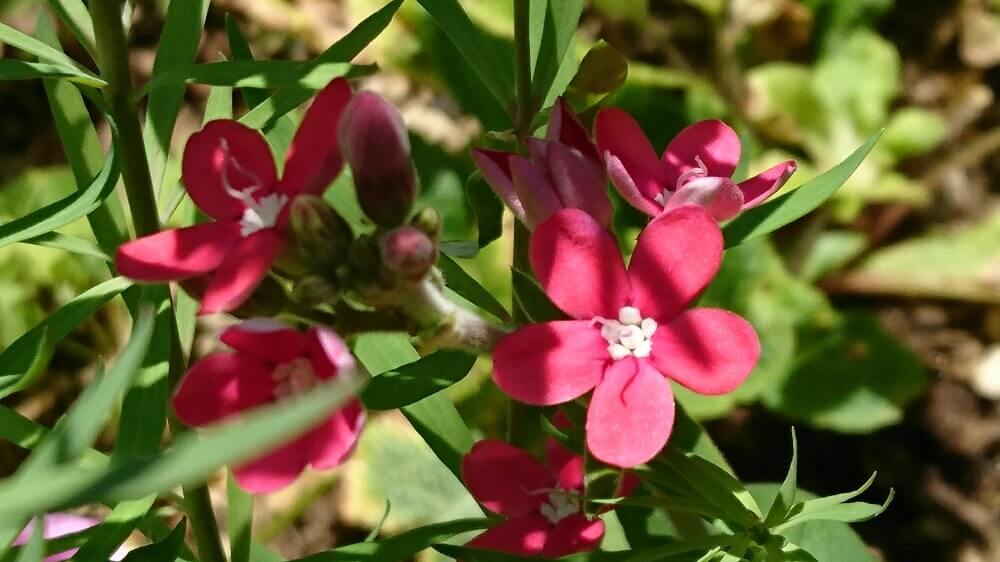 ブルースターの花言葉 品種や花の特徴は 結婚式や花束にも使える Greensnap グリーンスナップ