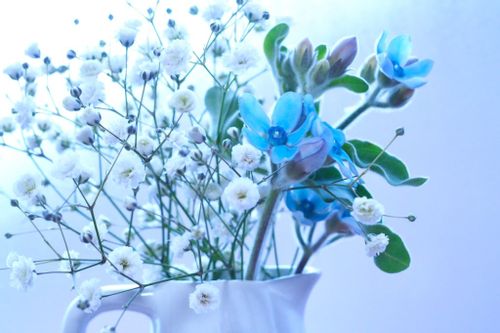 ブルースターの花言葉 品種や花の特徴は 結婚式や花束にも使える Greensnap グリーンスナップ