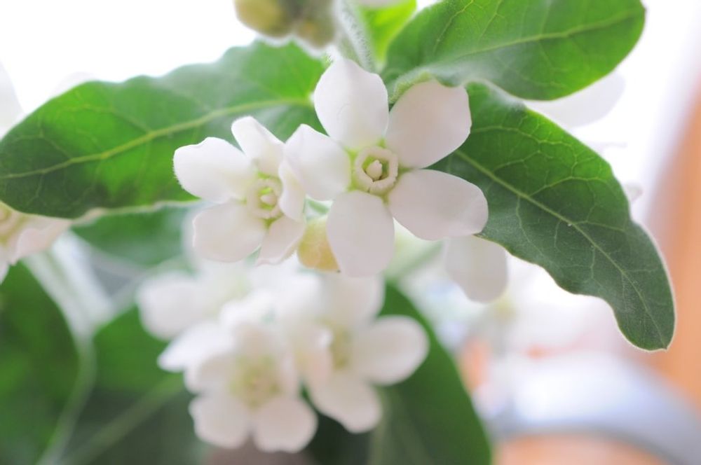 ホワイトスター