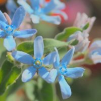 ブルースターの花言葉｜品種や花の特徴は？結婚式や花束にも使える？の画像