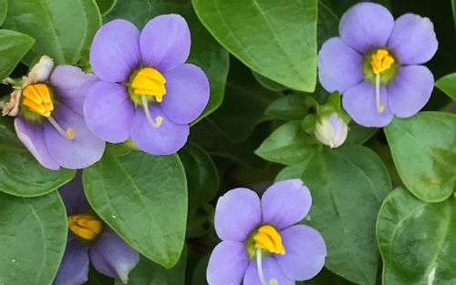 エキザカムの花言葉 愛を伝える花 品種や花の特徴は Greensnap グリーンスナップ エキザカムの花言葉 愛を伝える花 品種や花の特徴は Greensnap グリーンスナップ
