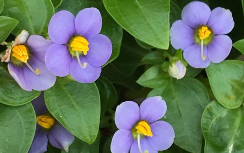 エキザカムの花言葉 愛を伝える花 品種や花の特徴は Greensnap グリーンスナップ