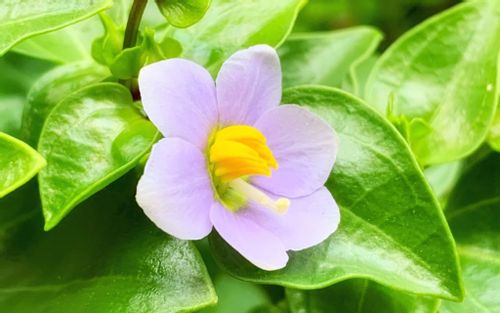 エキザカムの花言葉 愛を伝える花 品種や花の特徴は Greensnap グリーンスナップ