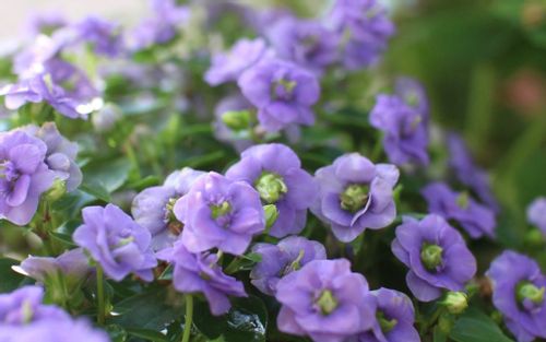 エキザカムの花言葉 愛を伝える花 品種や花の特徴は Greensnap グリーンスナップ エキザカムの花言葉 愛を伝える花 品種や花の特徴は Greensnap グリーンスナップ