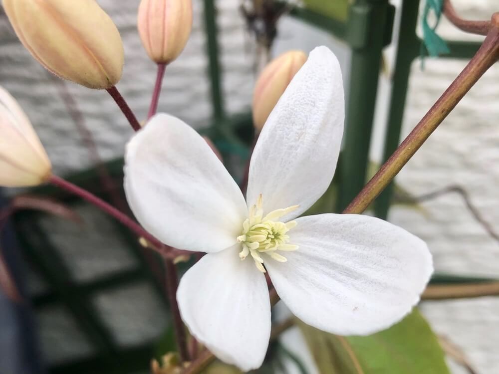 クレマチス・アーマンディ　白い花