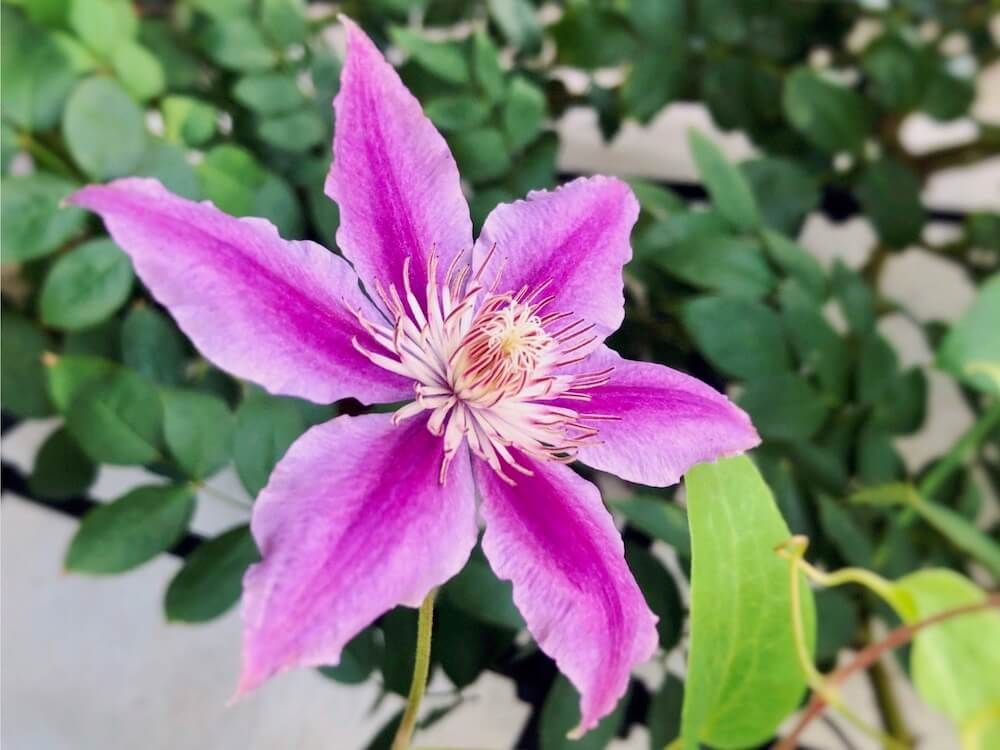 クレマチス・ドクターラッペル　ピンク色の花