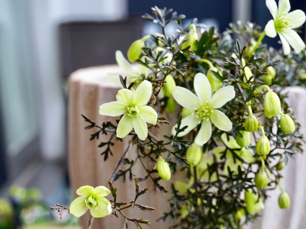 クレマチス・ペトリエイ　薄緑色の花