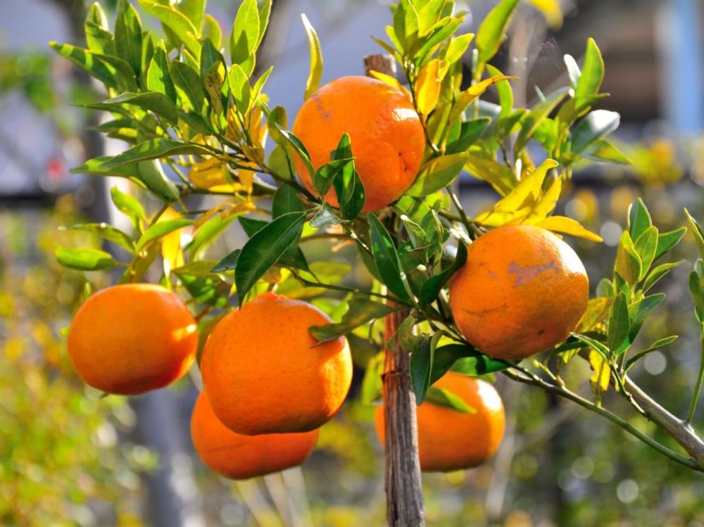 デコポン　オレンジ色の実