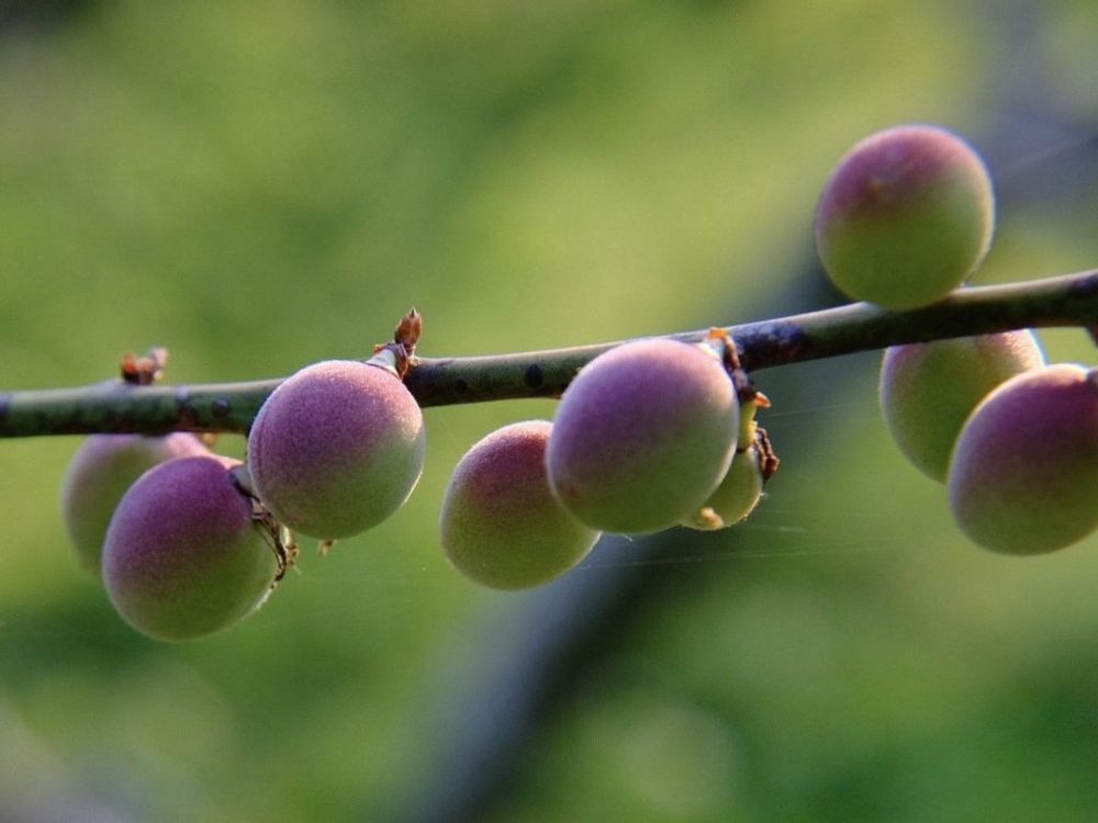 実ウメ　枝
