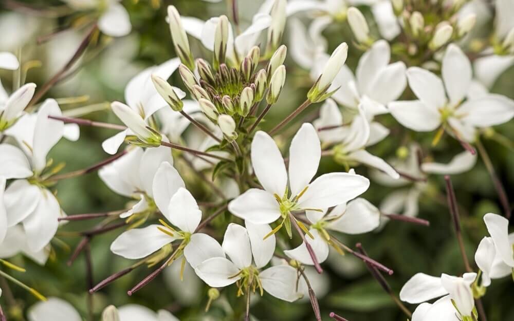 クレオメの花言葉｜花の季節や香りの特徴は？どんな種類がある？｜🍀GreenSnap（グリーンスナップ）