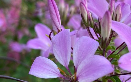 クレオメの花言葉 花の季節や香りの特徴は どんな種類がある Greensnap グリーンスナップ