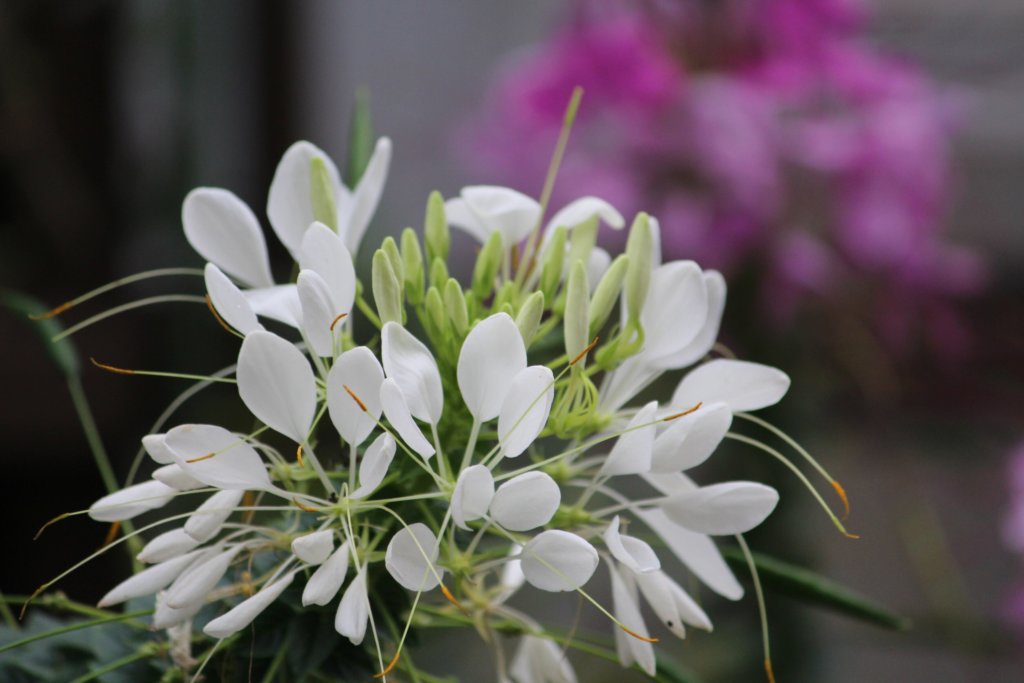 クレオメの花言葉 花の季節や香りの特徴は どんな種類がある Greensnap グリーンスナップ