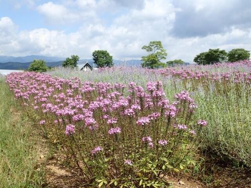 クレオメの花言葉 花の季節や香りの特徴は どんな種類がある Greensnap グリーンスナップ