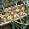 玉ねぎの収穫時期の見極め方は？収穫後の処理や干し方、保存方法を紹介の画像