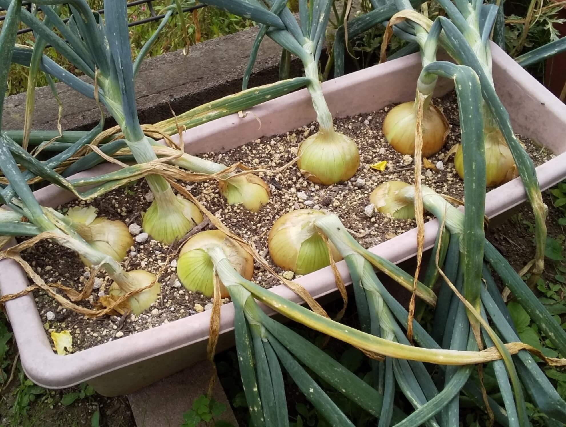 玉ねぎの収穫時期 収穫の目安や保存の方法 種類や地域によっても違いがある Greensnap グリーンスナップ