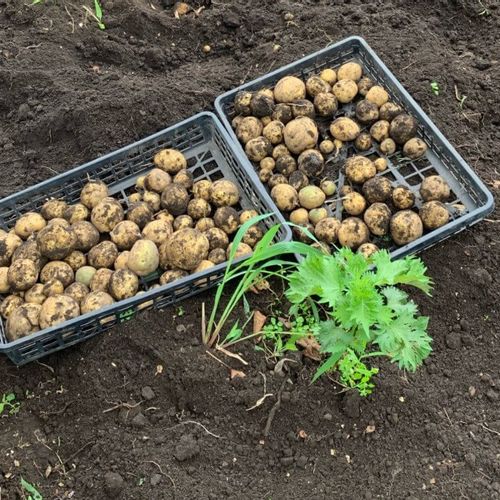 ジャガイモの収穫時期 目安や掘り方は 収穫後の保管 貯蔵方法は Greensnap グリーンスナップ