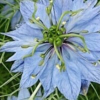 ニゲラ(クロタネソウ)の育て方｜種まき時期、種を発芽させるコツは？の画像