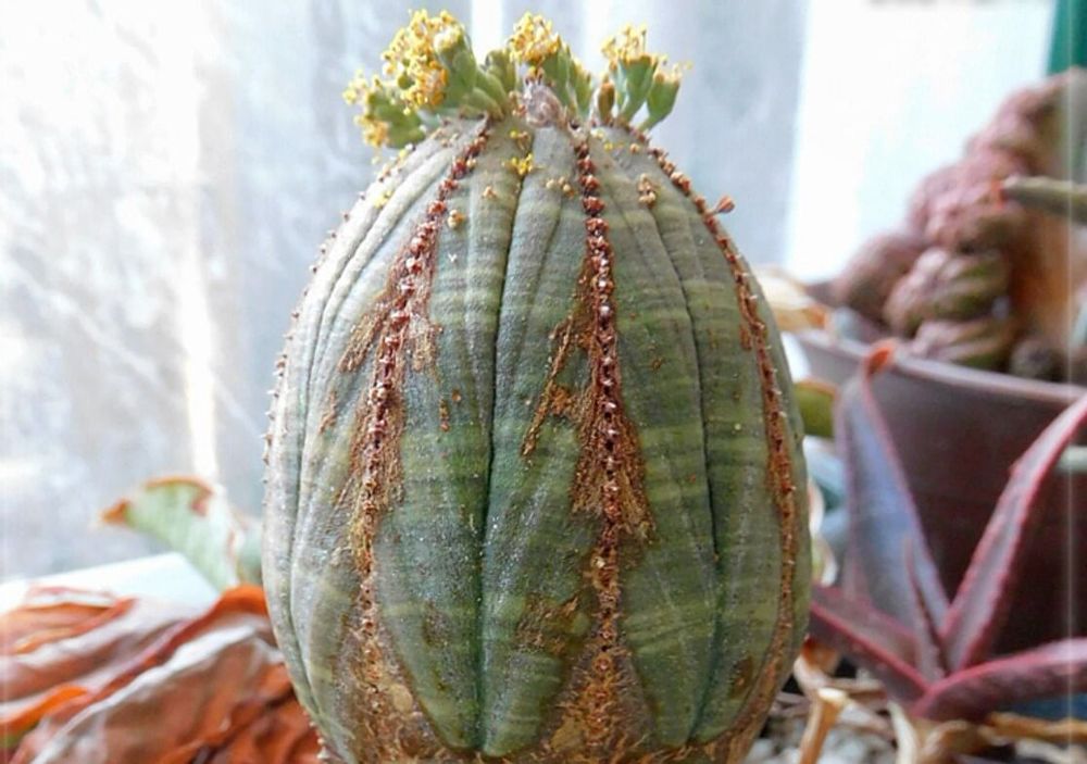 ユーフォルビア