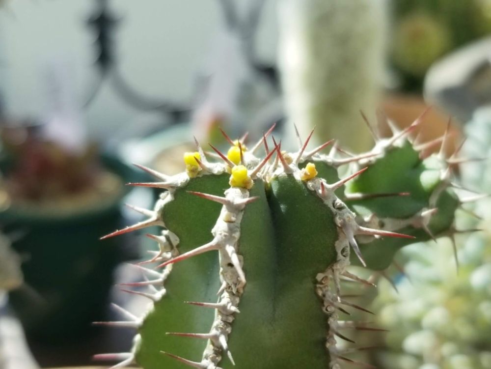 ユーフォルビア