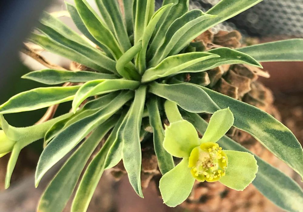 ユーフォルビア