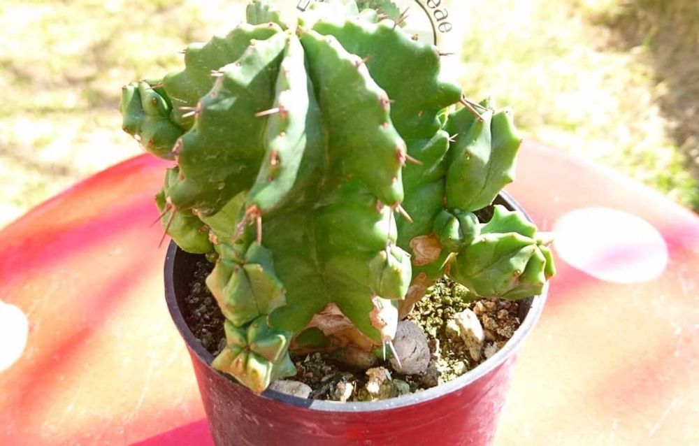 ユーフォルビア