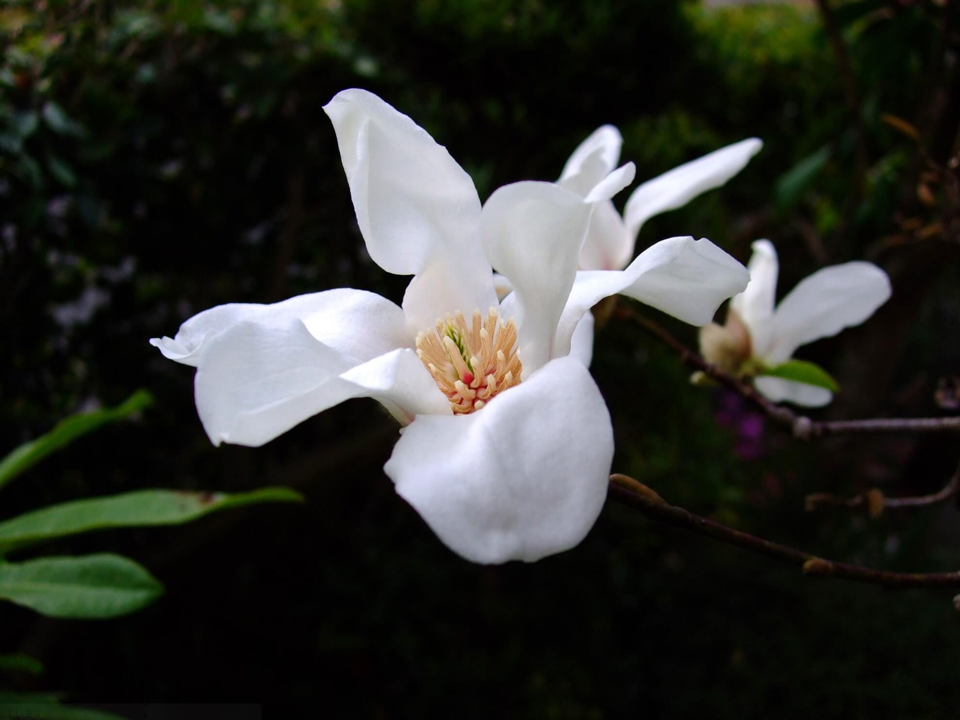コブシの花言葉 花の特徴や開花時期 モクレンとの見分け方は Greensnap グリーンスナップ