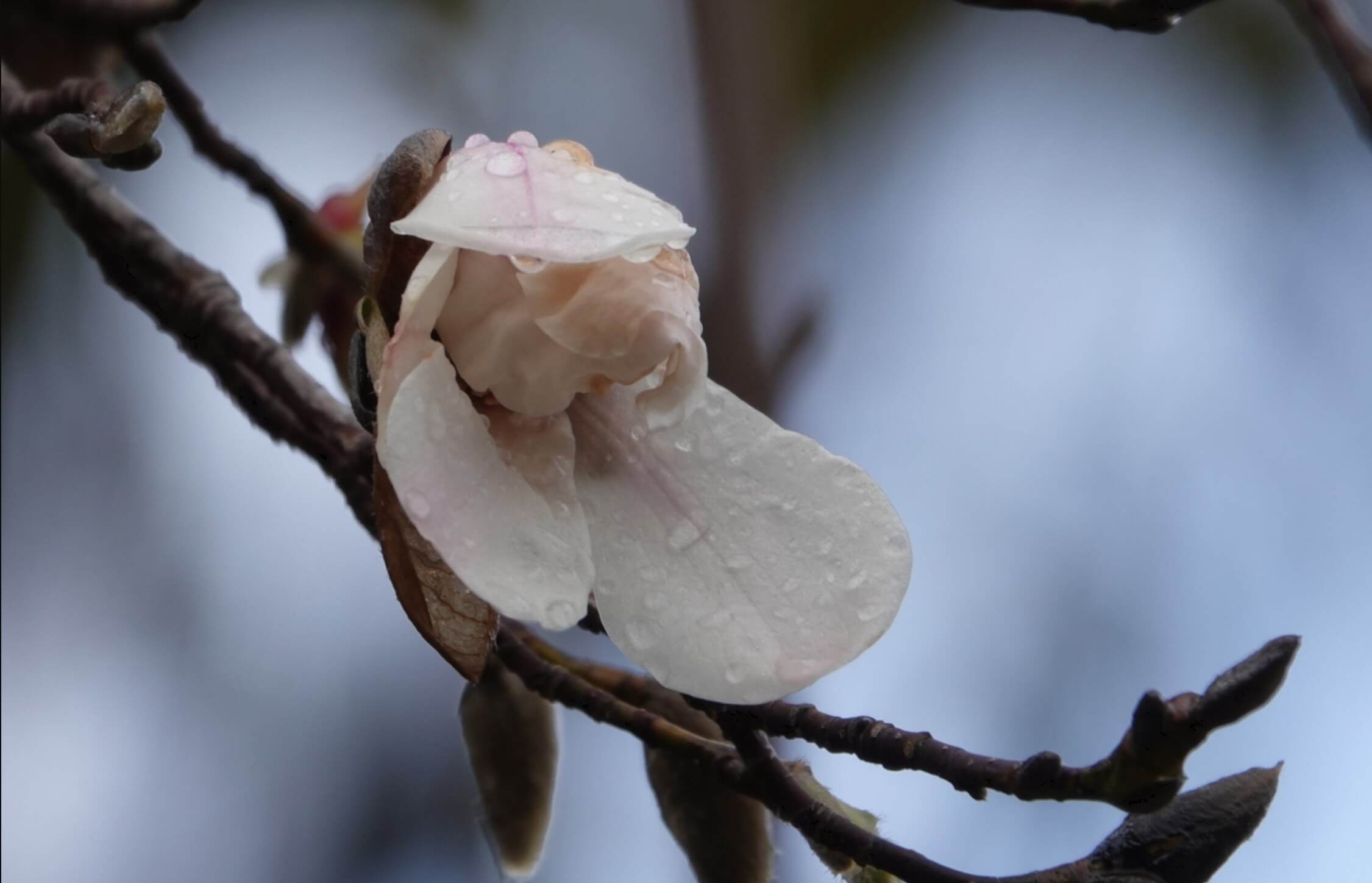 コブシの花言葉 花の特徴や開花時期 モクレンとの見分け方は Greensnap グリーンスナップ