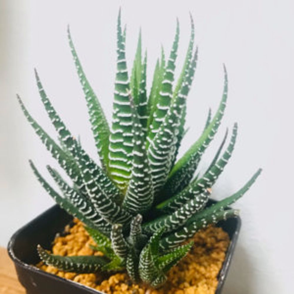 ハオルチア・十二の巻