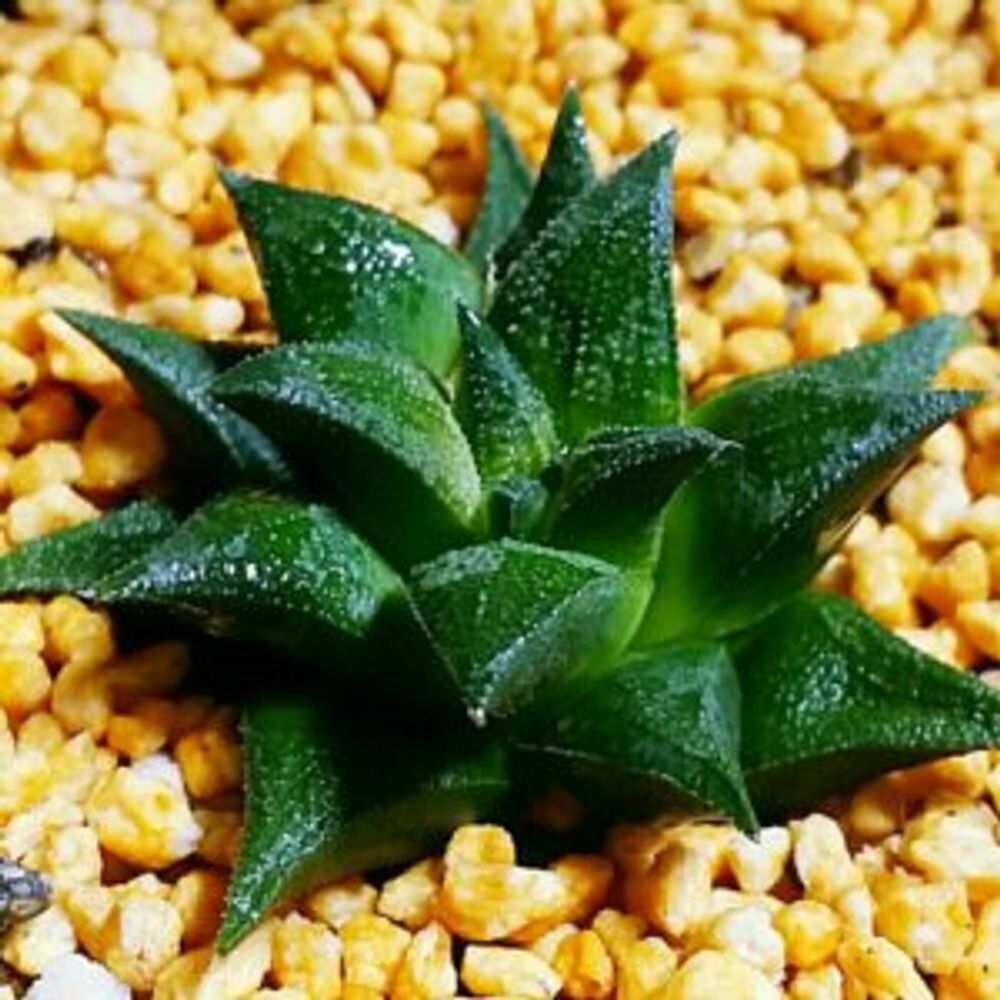 ハオルチア・パークシアナ