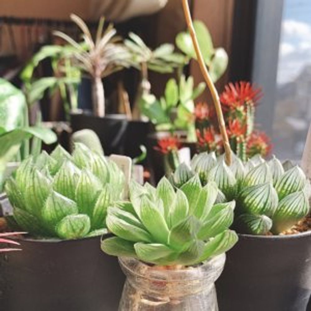 ハオルチア・オブツーサ