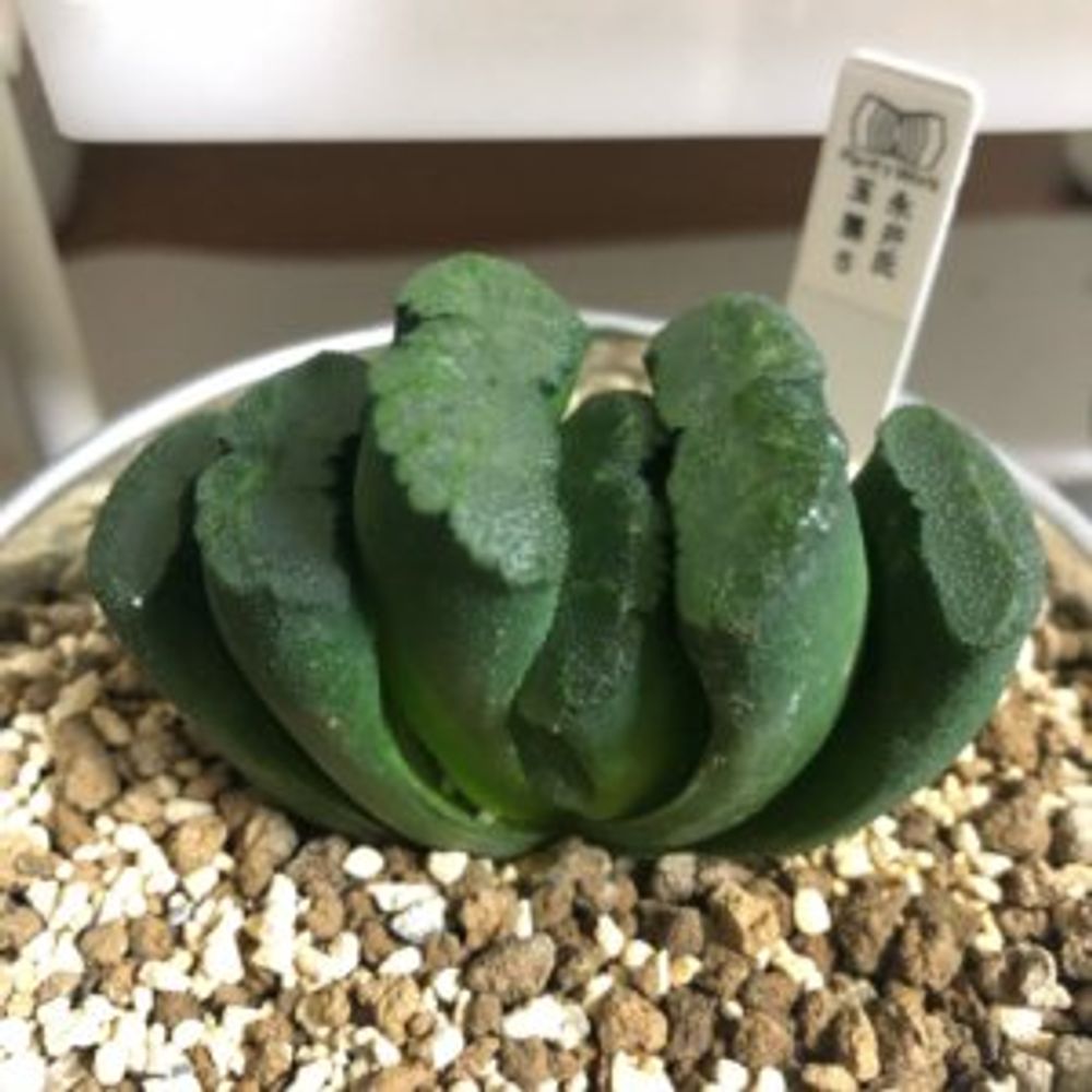 ハオルチア・玉扇