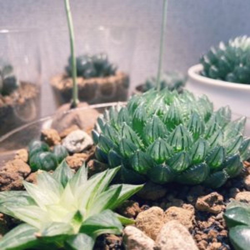 ハオルチア・氷砂糖