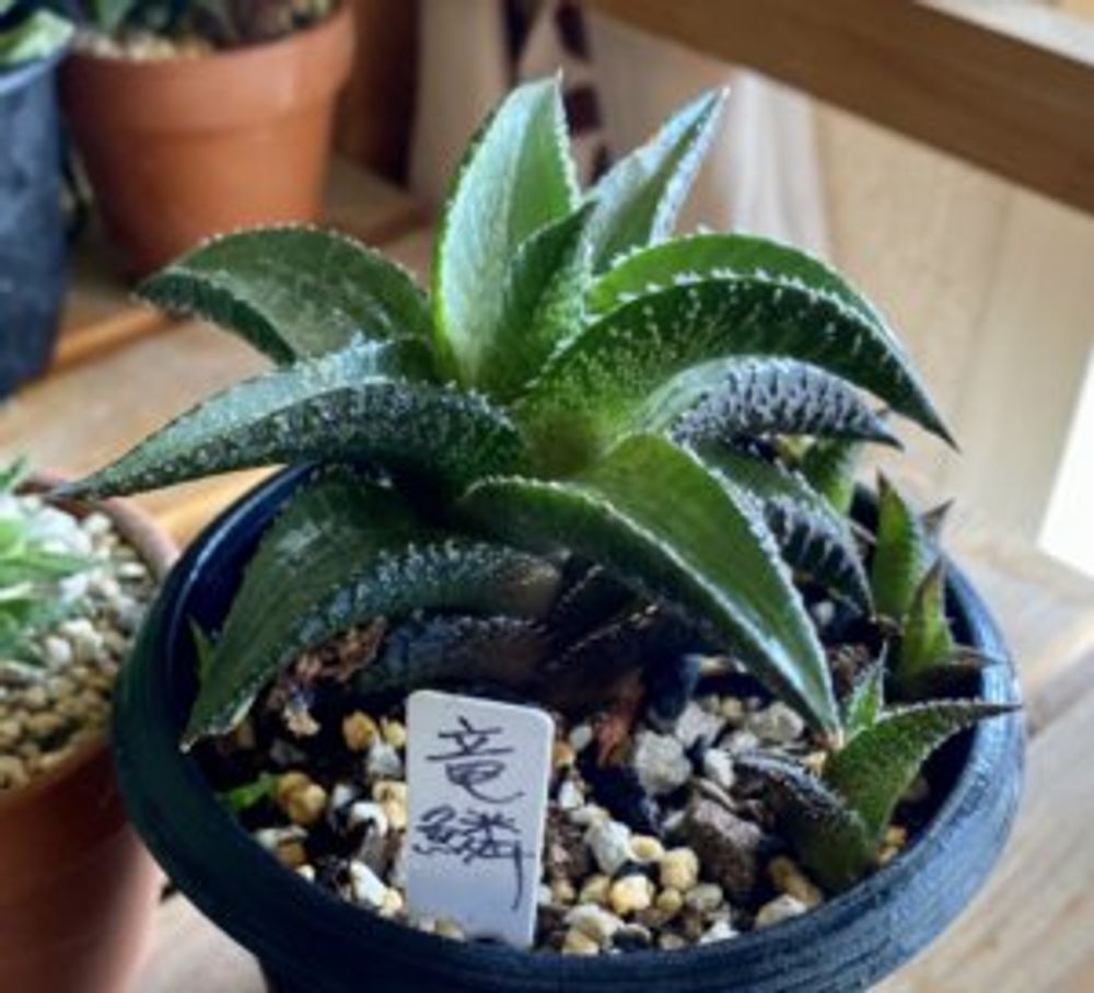 ハオルチア・竜鱗