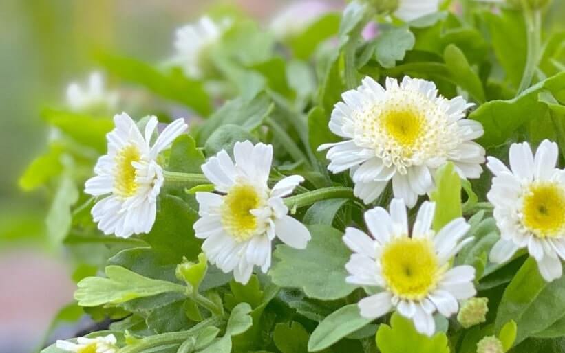 マトリカリアの花言葉 花の特徴や品種は どんな香りがする Greensnap グリーンスナップ