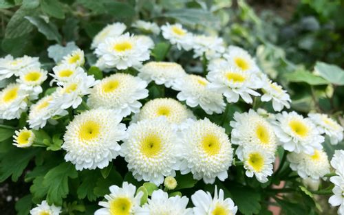 マトリカリアの花言葉 花の特徴や品種は どんな香りがする Greensnap グリーンスナップ