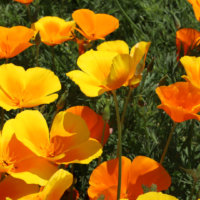 ハナビシソウの育て方｜種まきや植え付けの時期や方法は？の画像