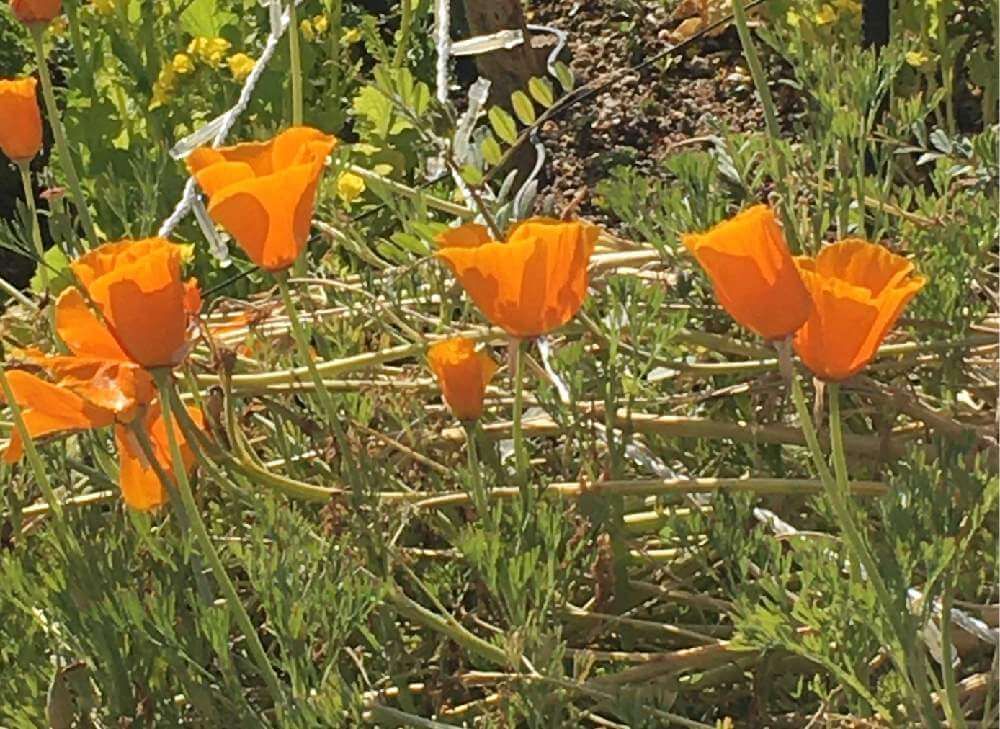 ハナビシソウ　オレンジ色の花