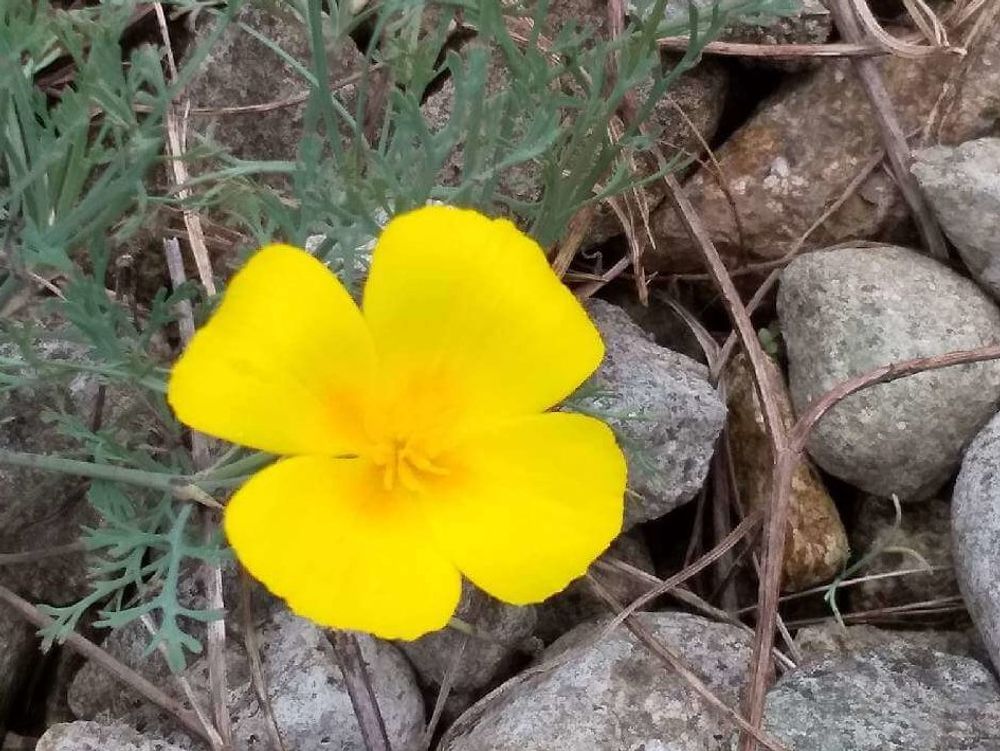 ハナビシソウ　黄色い花