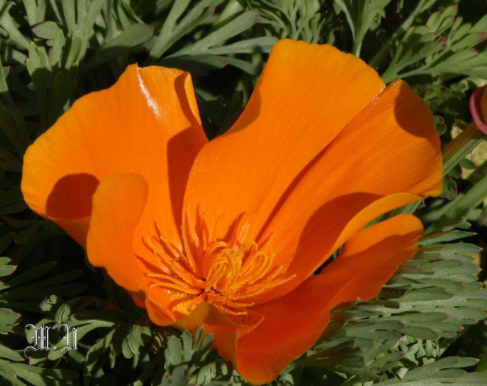 ハナビシソウ　オレンジ色の花