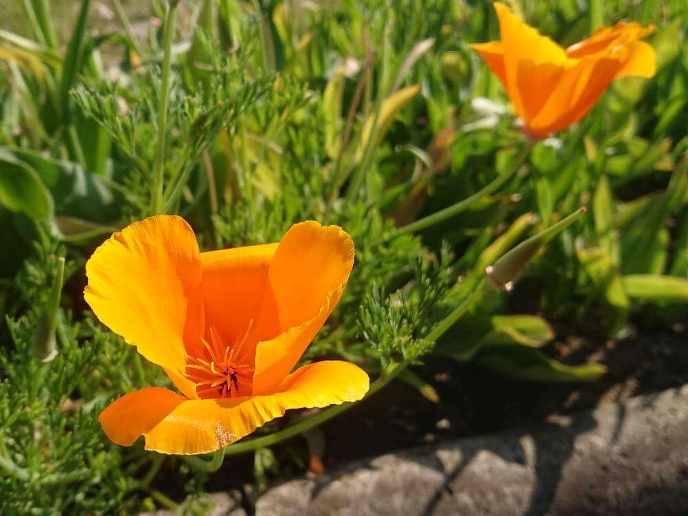 ハナビシソウ　オレンジ色の花