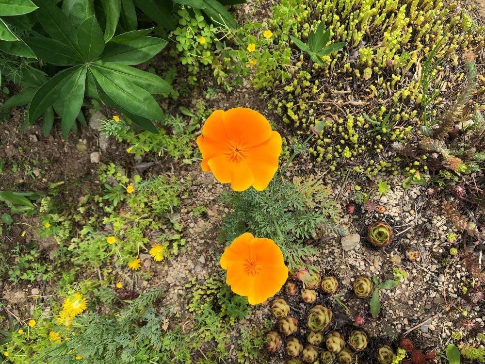 ハナビシソウ　オレンジ色の花