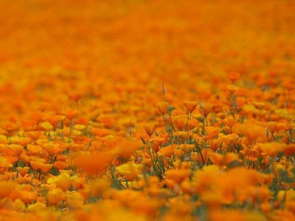 ハナビシソウ　オレンジ色の花