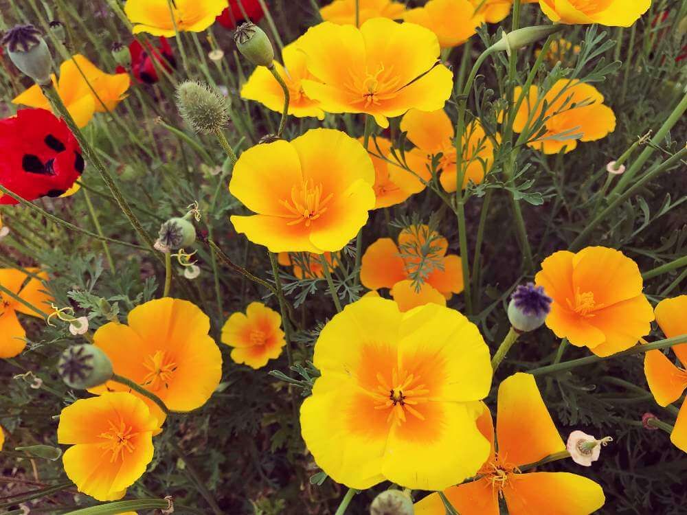 ハナビシソウ　オレンジ色の花