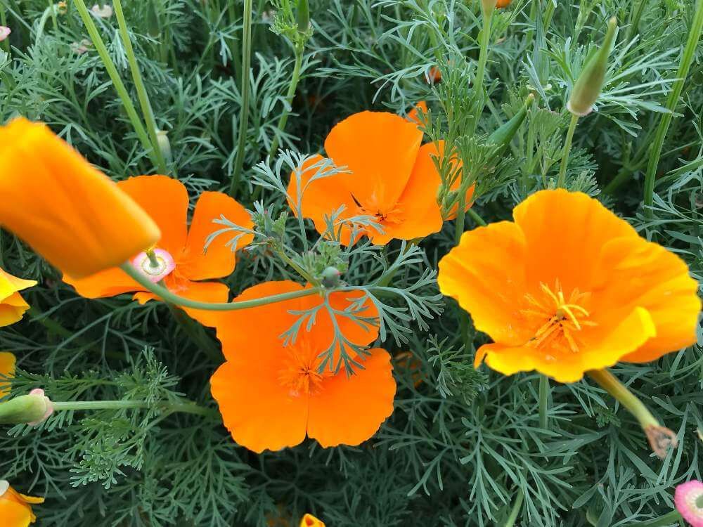 ハナビシソウ　基本情報