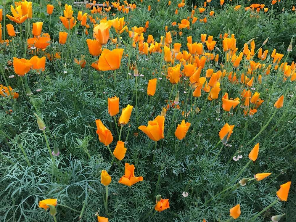 ハナビシソウ　特徴